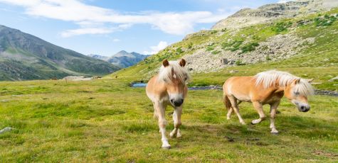 CORNO DI BOERO